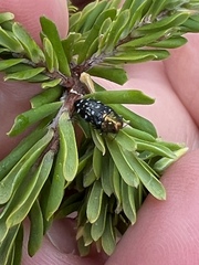 Diphucrania