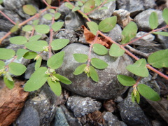 Euphorbia vermiculata