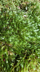 Fissidens dubius