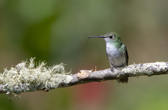 Elliotomyia viridicauda