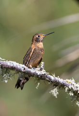 Aglaeactis cupripennis