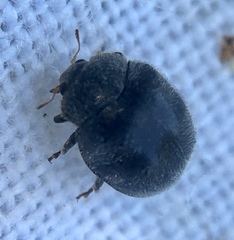 Rhyzobius forestieri