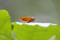 Mellilla xanthometata