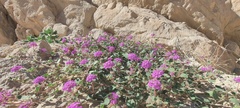 Abronia villosa villosa