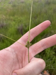 Carex inversa