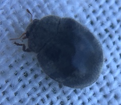 Rhyzobius forestieri