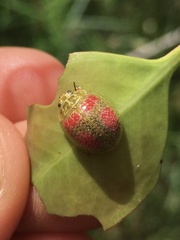 Paropsisterna fastidiosa