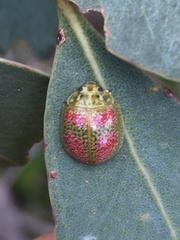 Paropsisterna fastidiosa