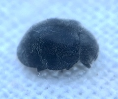 Rhyzobius forestieri