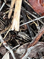 Pycnostictus seriatus