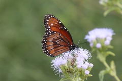 Danaus eresimus