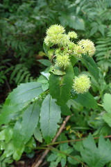 Hylotelephium verticillatum