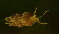 Austraeolis ornata