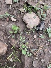 Cardamine occulta