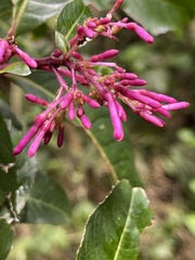 Fuchsia paniculata