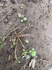 Cardamine occulta