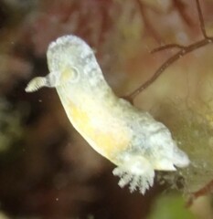 Chromodoris alternata