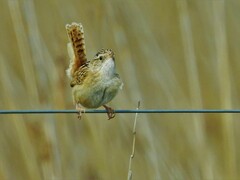 Cistothorus platensis