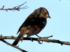 Zonotrichia leucophrys