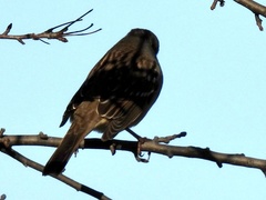 Zonotrichia leucophrys