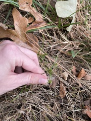 Cyperus croceus