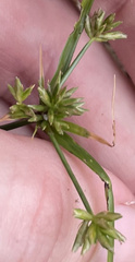 Cyperus croceus