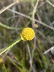 Helenium puberulum