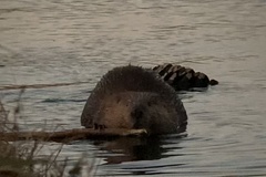 Castor canadensis