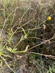 Helenium puberulum