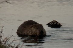 Castor canadensis