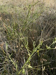 Helenium puberulum
