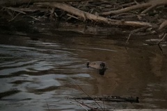 Castor canadensis