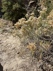 Ericameria nauseosa psilocarpa