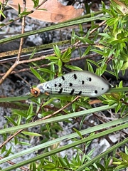 Myrmeleon erythrocephalus