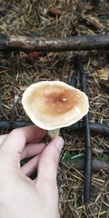 Leucopaxillus gentianeus