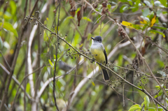 Myiarchus tuberculifer