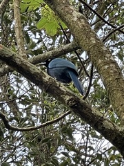 Cyanocorax melanocyaneus