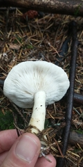 Leucopaxillus gentianeus