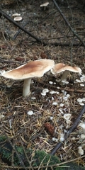 Leucopaxillus gentianeus