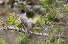 Myiarchus tuberculifer