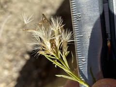Ericameria nauseosa psilocarpa