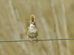 Cistothorus platensis