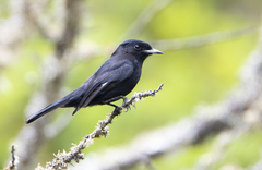 Knipolegus aterrimus