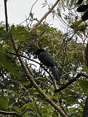Cyanocorax melanocyaneus