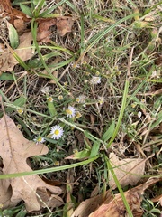 Symphyotrichum