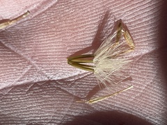 Ericameria nauseosa psilocarpa