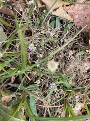 Symphyotrichum