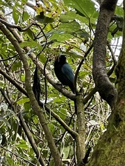 Cyanocorax melanocyaneus
