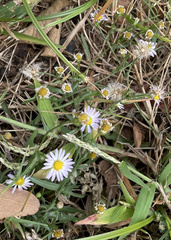 Symphyotrichum