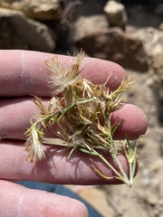 Ericameria nauseosa psilocarpa